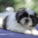 Cucciolo Shih Tzu Mekong Jiang