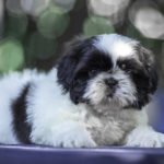 Cucciolo Shih Tzu Mekong Jiang
