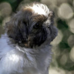 Cucciolo Shih Tzu Mekong Jiang