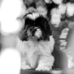 Cucciolo Shih Tzu Mekong Jiang