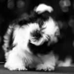 Cucciolo Shih Tzu Mekong Jiang