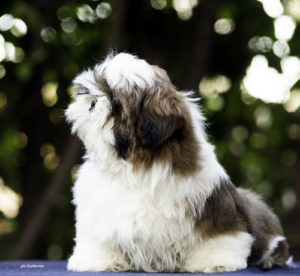 Cucciolo Shih Tzu Mekong Jiang