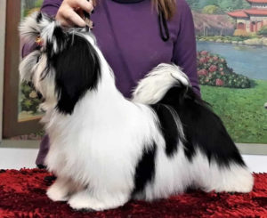 Cucciolo Shih Tzu Mekong Jiang