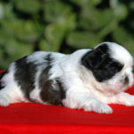 Cucciolo Shih Tzu Mekong Jiang