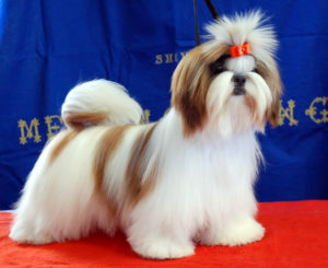 Cucciolo Shih Tzu Mekong Jiang